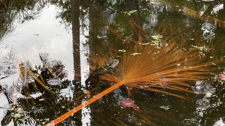 Wild aquatic australian water dragon, intellagama lesueurii holding on to fallen palm leaf, floating on the pond with drizzling rain on water surface at urban Brisbane botanical garden, Australia