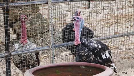 pavos en una jaula