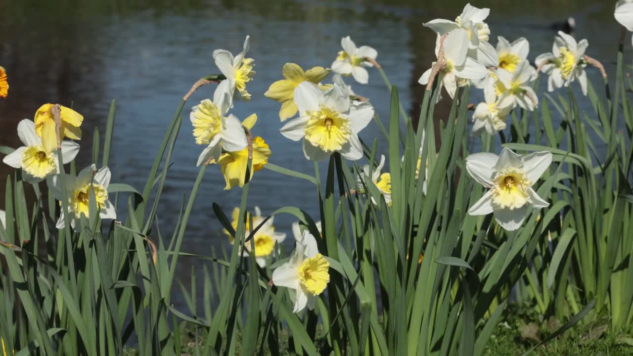 Daffodils flowering by a lake. Spring. UK
