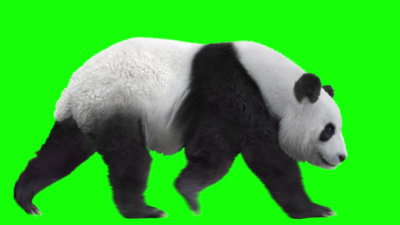 paseos en bucle del oso panda