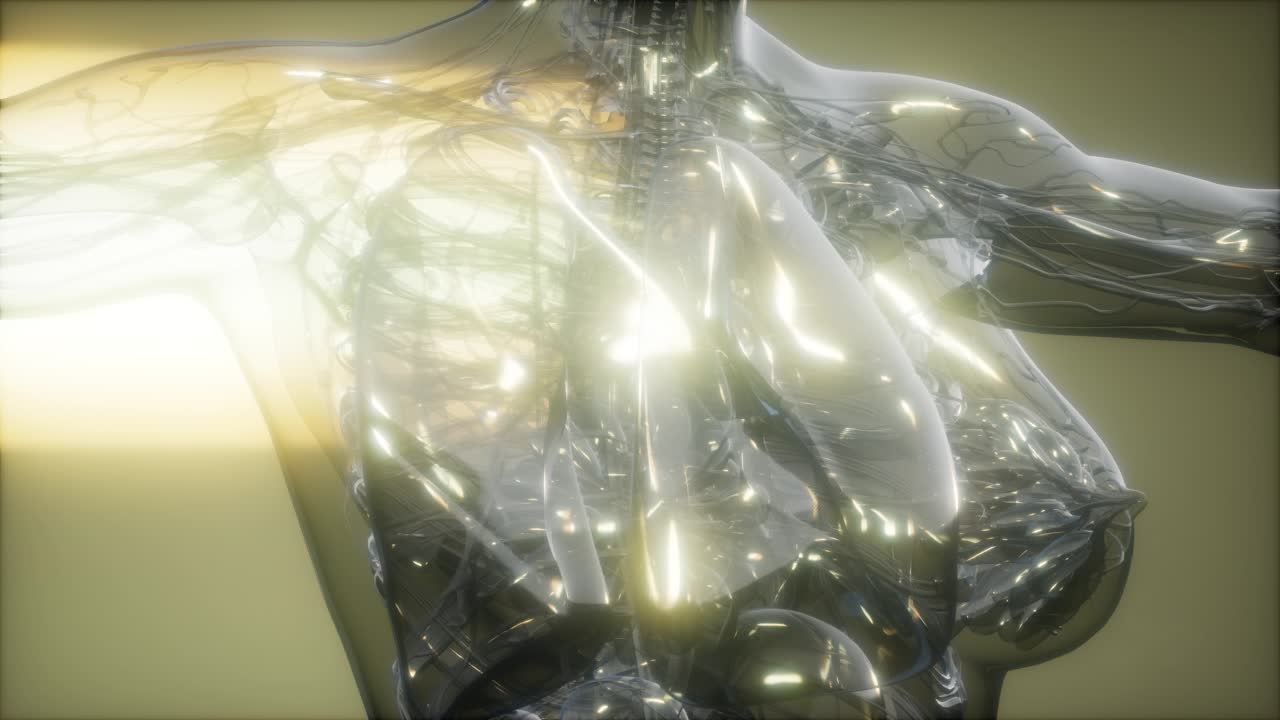 인체 의  ⁇ 스레이 이미지