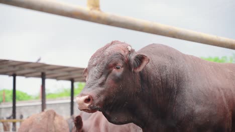 Close-up-shot-of-red-brown-cattle-on-farm-in-countryside-of-Mauritius,-Africa---Slow-motion