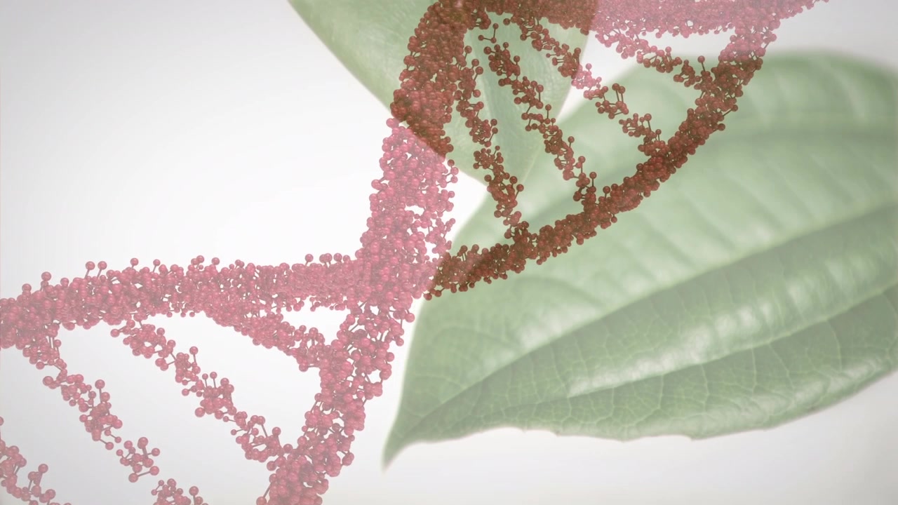 Animazione di una struttura del DNA che ruota su un primo piano di foglie su sfondo grigio