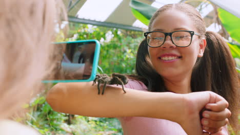 Phone,-spider-and-friends-with-a-girl-children