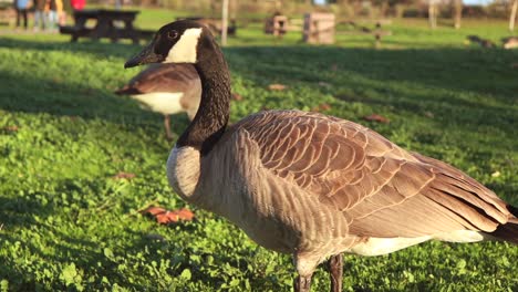 side close up view of a goose feeding on grass in the los gatos creek county park