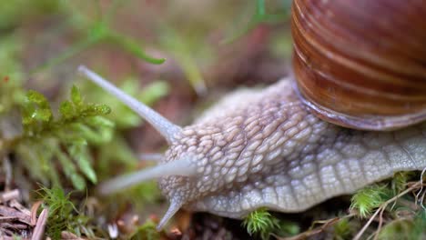 Helix pomatia also Roman snail, Burgundy snail