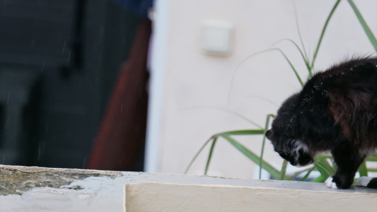 Close up of a black cat walking on a ledge in the rain