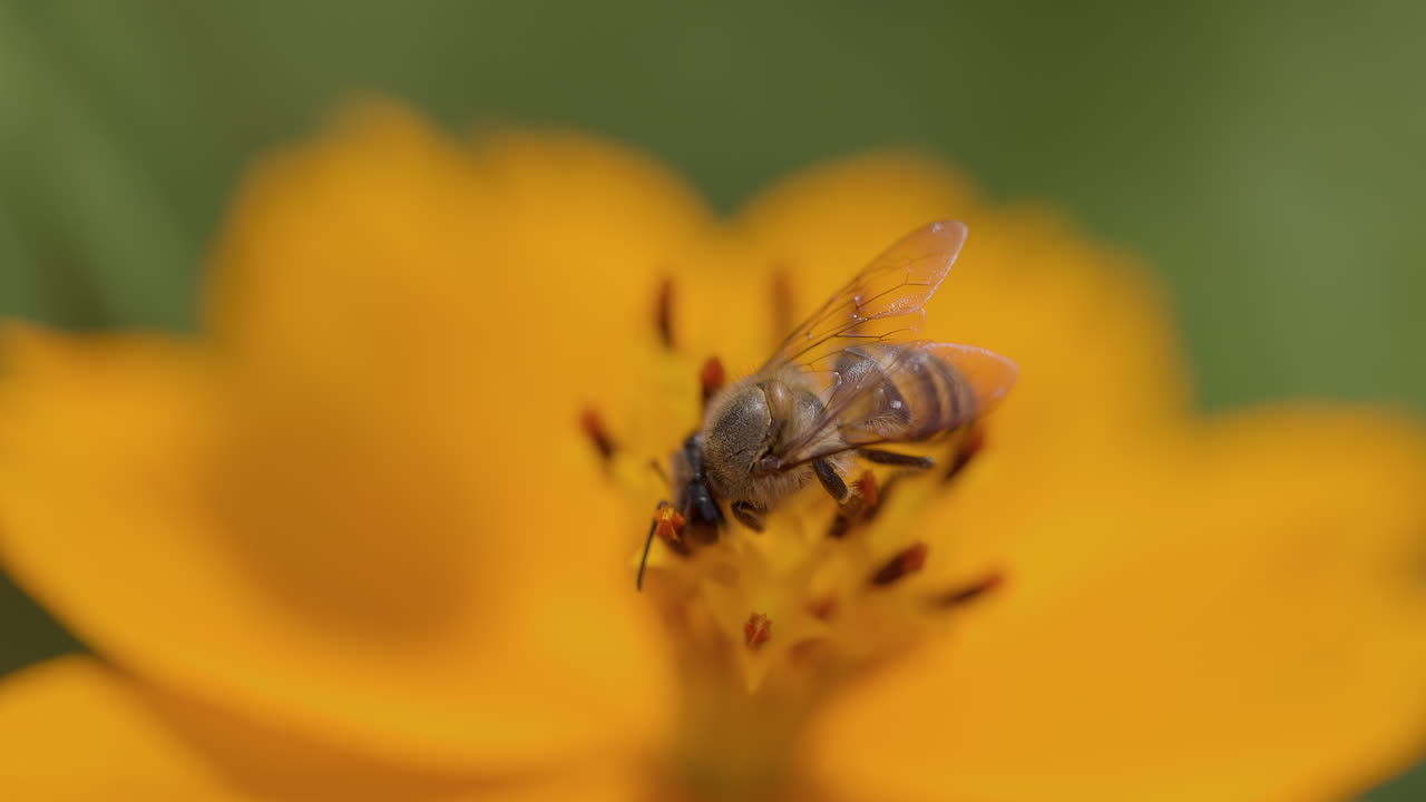 Vue macro d'une abeille mellifère indienne buvant le nectar d'un cosmos orange en fleur. Comportement de pollinisateur.