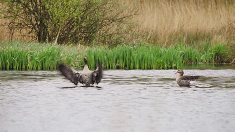 greylag geese flapping their wings while swimming in river with reeds