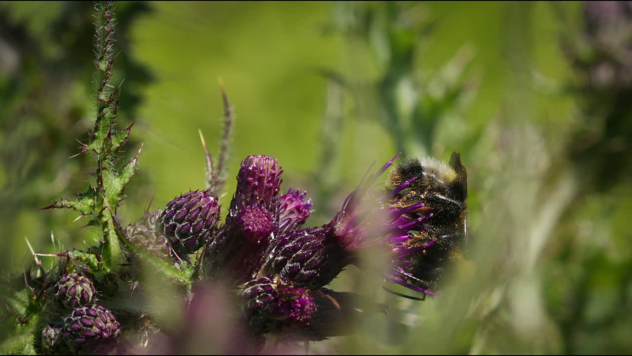 la abeja en el pantano la flor del cardo en un día soleado, el insecto en la naturaleza