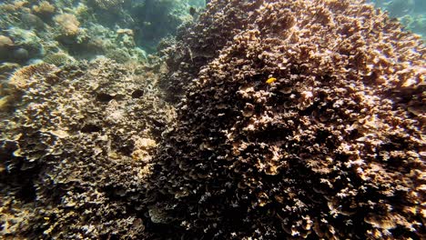 a handheld underwater shot of a shoal of small fish swimming together in the shallows, in the philippines