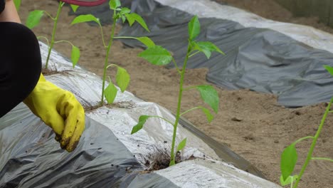 Hands-Planting-pepper-seedlings-in-the-ground-close-up,-South-Korea