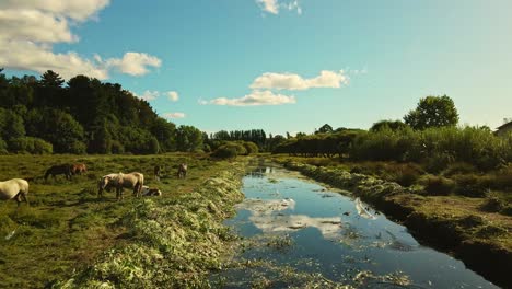 Vista-Aérea-De-Drones-De-Ganado-Pastando-En-Pastos-Agrícolas-Cerca-De-Un-Agua-Clara-Del-Río-En-El-Bosque-Y-Persiguiendo-Pájaros