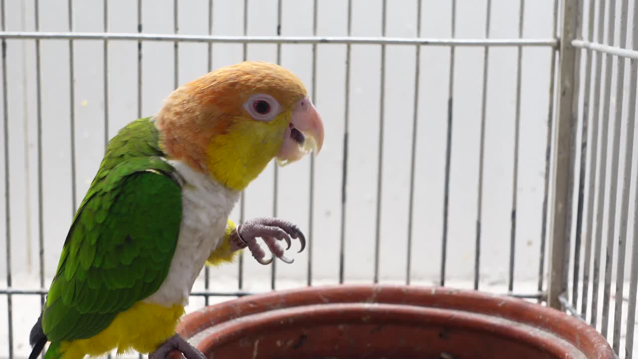 Colorful Parrot in a Cage