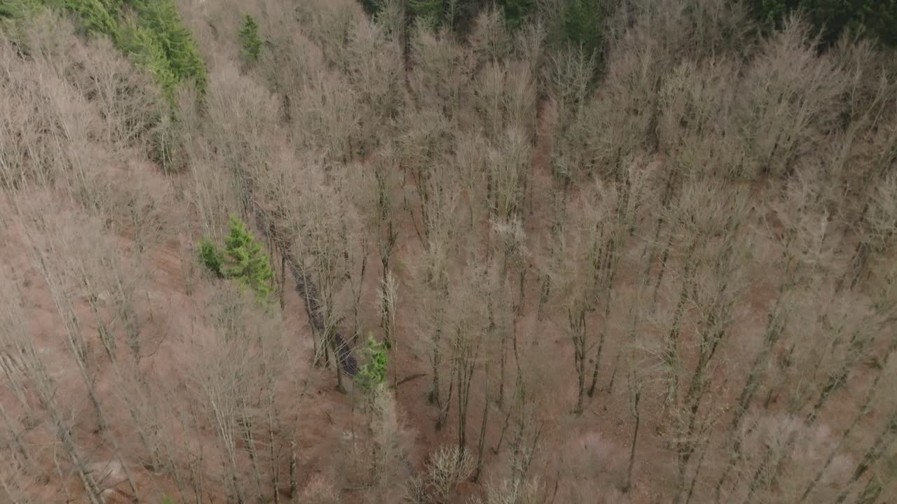 Aerial view of fallen deciduous trees. Dry forest after winter awakening in spring. Sad atmosphere of bare branches