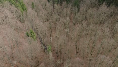 aerial view of fallen deciduous trees. dry forest after winter awakening in spring. sad atmosphere of bare branches