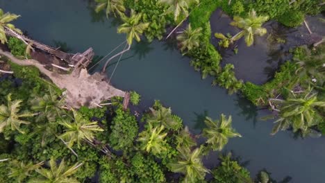 Crooked-Coconut-tree-leaning-to-Maasin-river-palm-mangrove-forest-in-Siargao,-Aerial