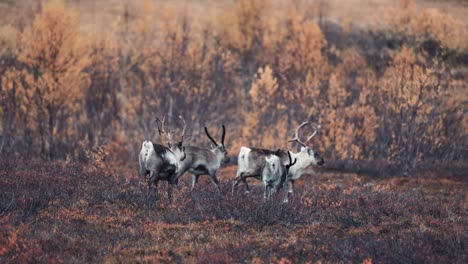 Una-Pequeña-Manada-De-Renos-En-Movimiento-En-La-Tundra-De-Otoño