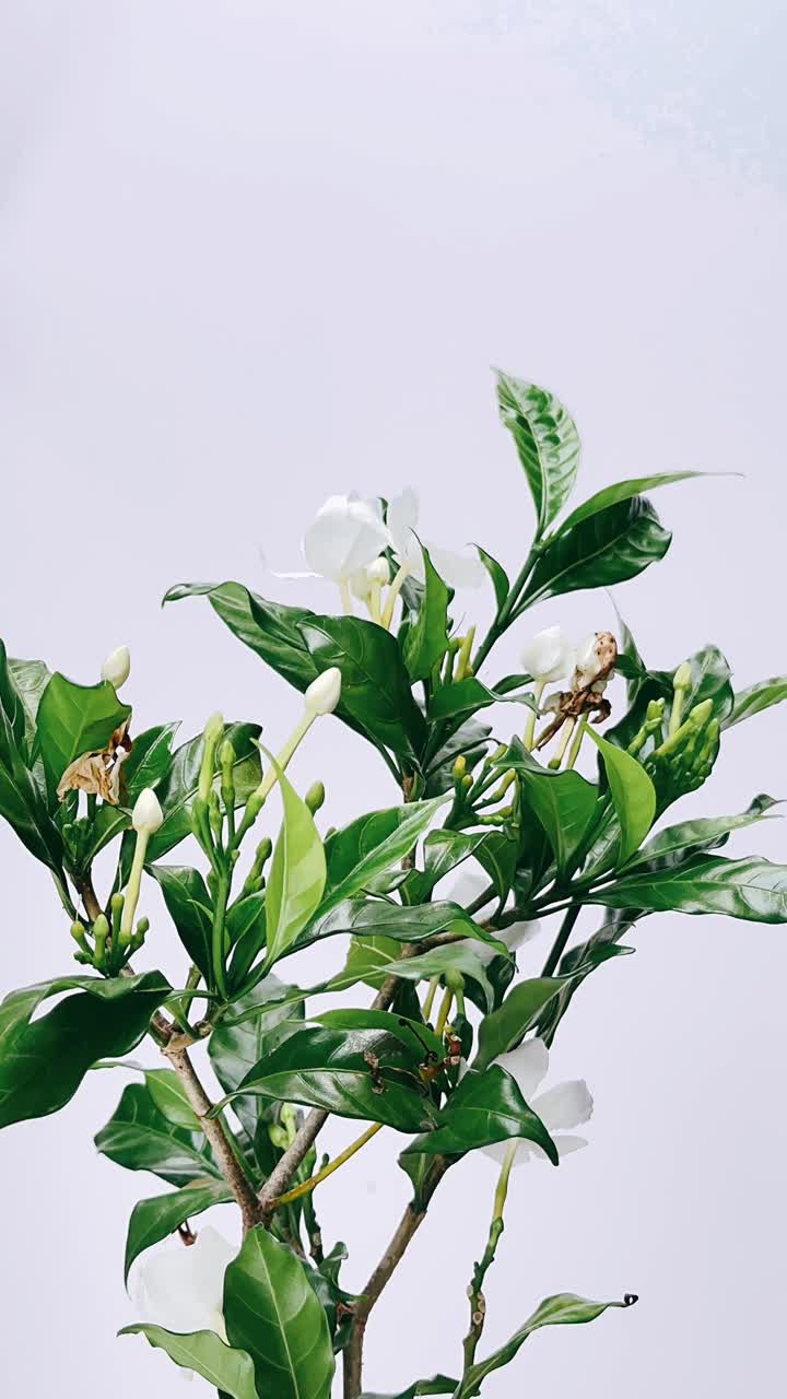 꽃과 울창한 초록색 잎