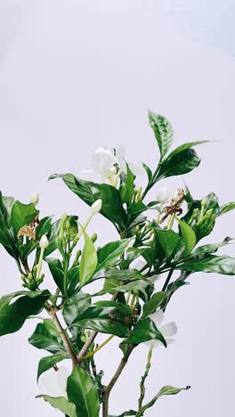flores blancas y hojas verdes exuberantes