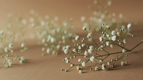 video of multiple white flowers and copy space on yellow background