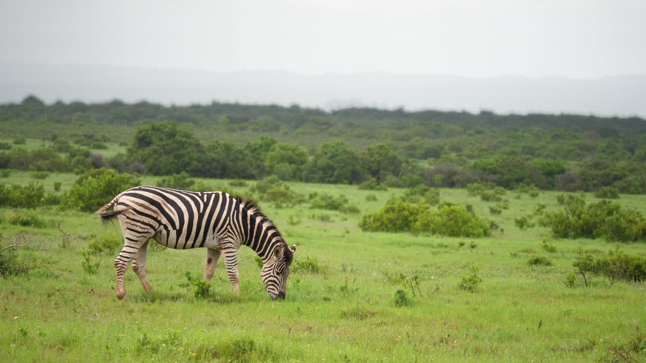 Zebra solitaria che mangia erba verde brillante nella savana africana dopo la pioggia