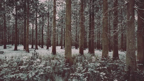 Hohe-Bäume-In-Schneekappen-Und-Im-Nebel
