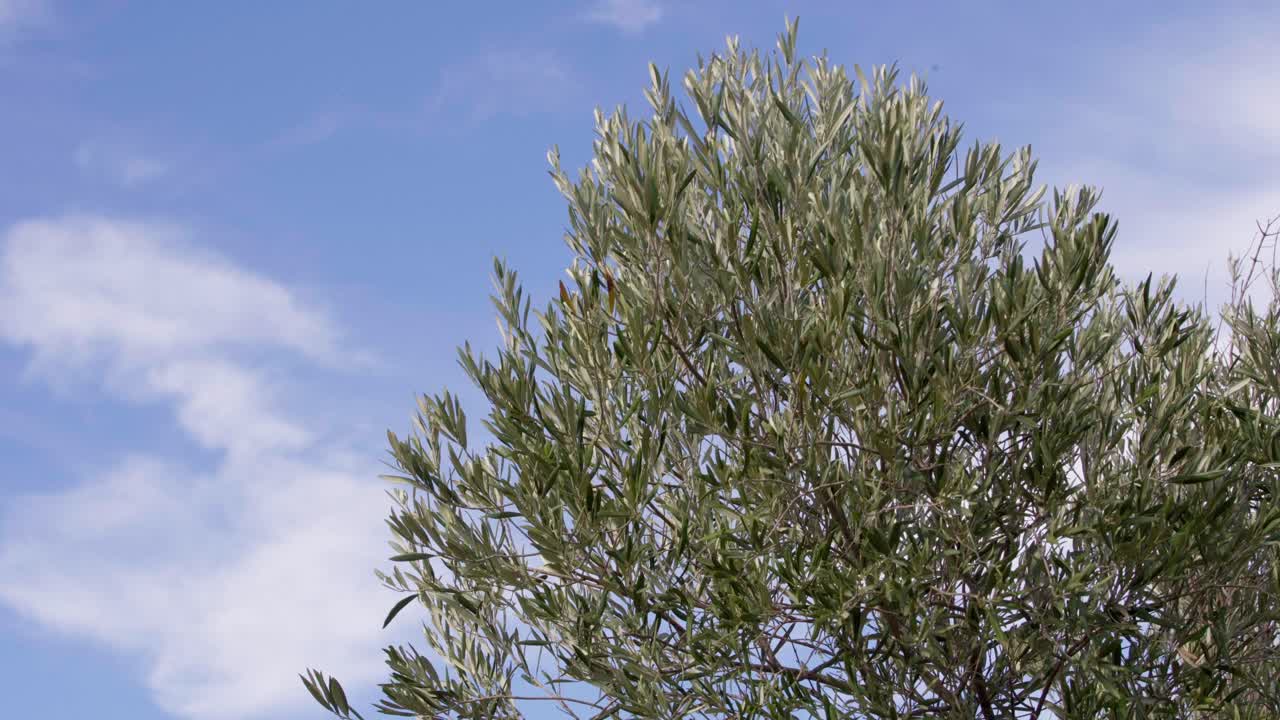 Still shot of Olivier's tree leaves, against a blue sky