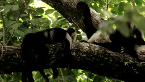 wild costa rica white faced monkeys