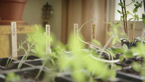 germinating vegetables at home during lockdown, germ buds, tracking right