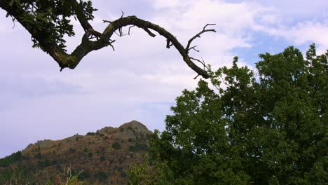 crooked tree branch in the foreground of a mountain