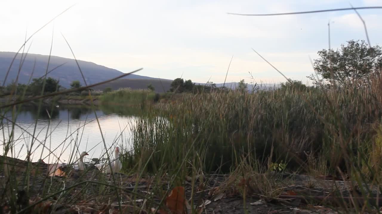 gansos nadando en fila