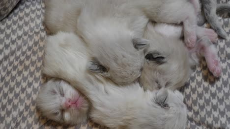 hermanos: gatitos recién nacidos de muñecas de trapo se quedan juntos como familia