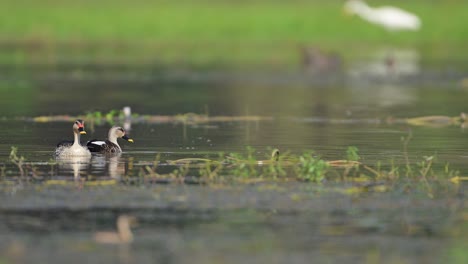 beautiful  indian spot billed ducks feeding