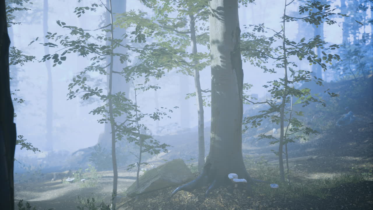 Misty forest scene with trees and mushrooms during early morning hours