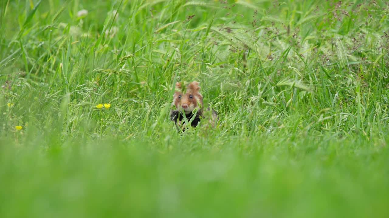 European hamster staring toward camera in long grass with shallow focus