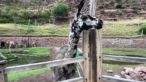 feeding a tall llama in first person pov