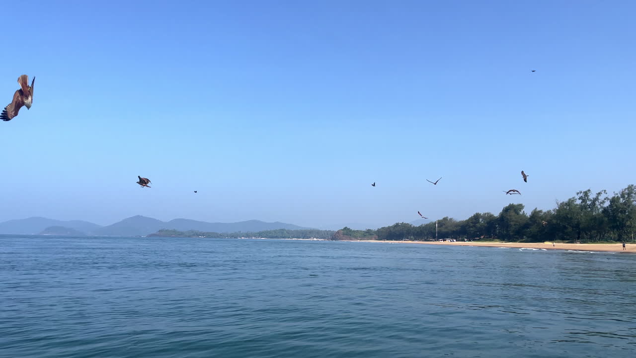 라지바그 해변 에 날아다니는 독수리 무리 고아 인도