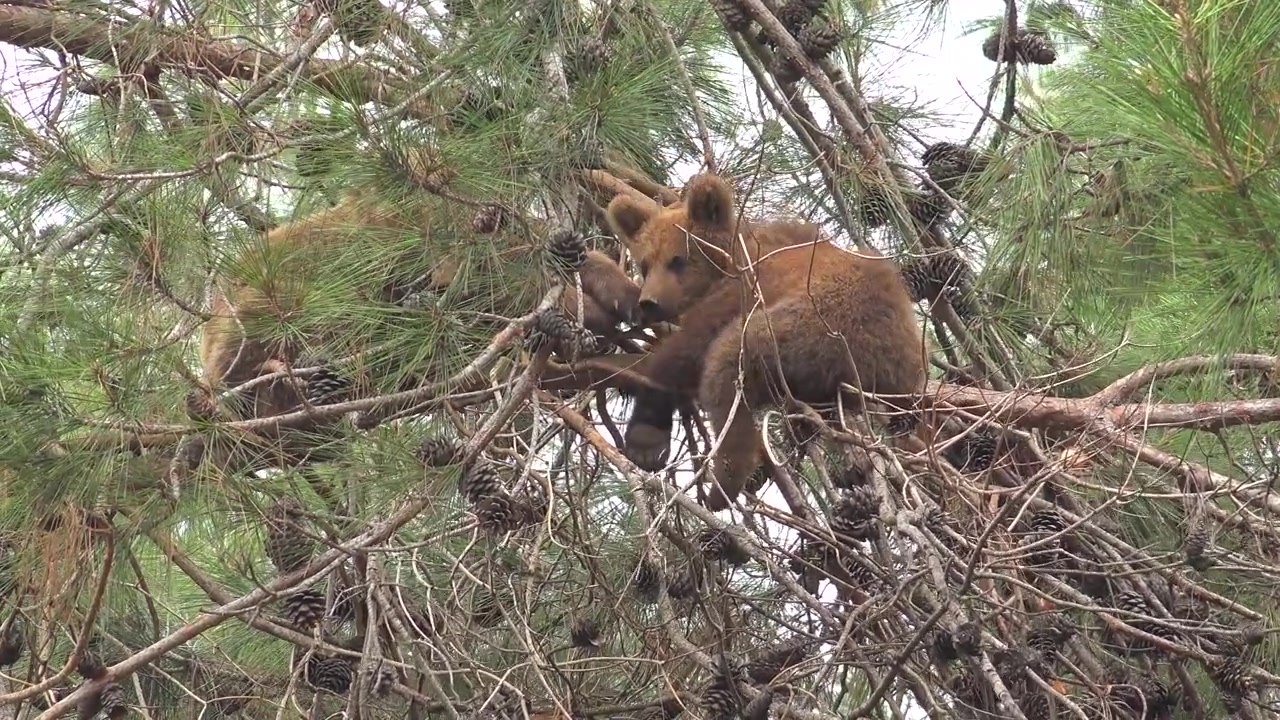 Due cuccioli di orso bruno a riposo su un pino