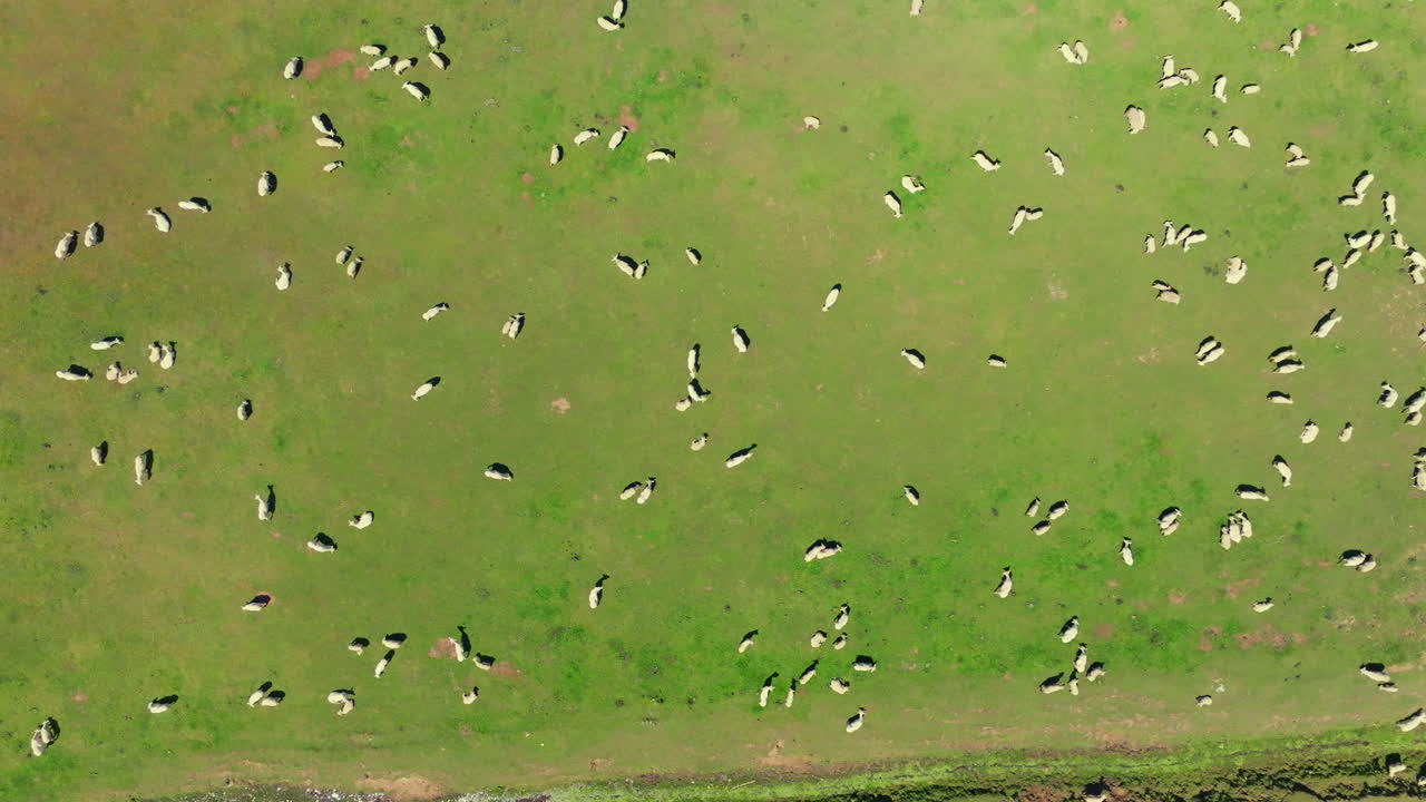 An aerial drone shot capturing a large flock of sheep grazing peacefully in a paddock in New Zealand.