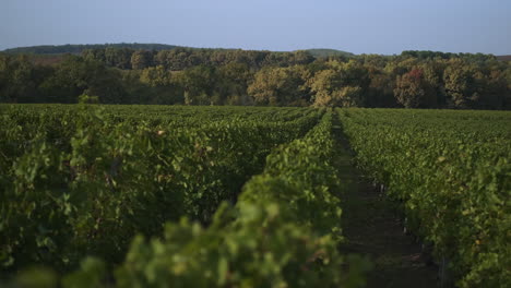 Vineyard Landscape