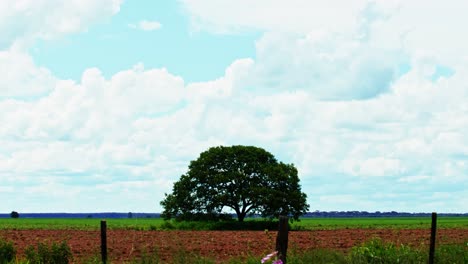 one tree remains from deforested brazilian savanna for soybean plantation