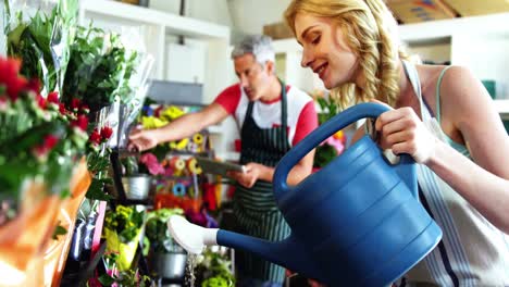 female florist watering flowers in flower shop