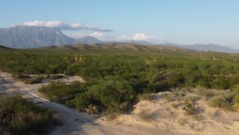 árboles del desierto y vistas a la montaña