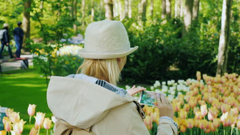 Tourist-Photographs-Dutch-Tulips