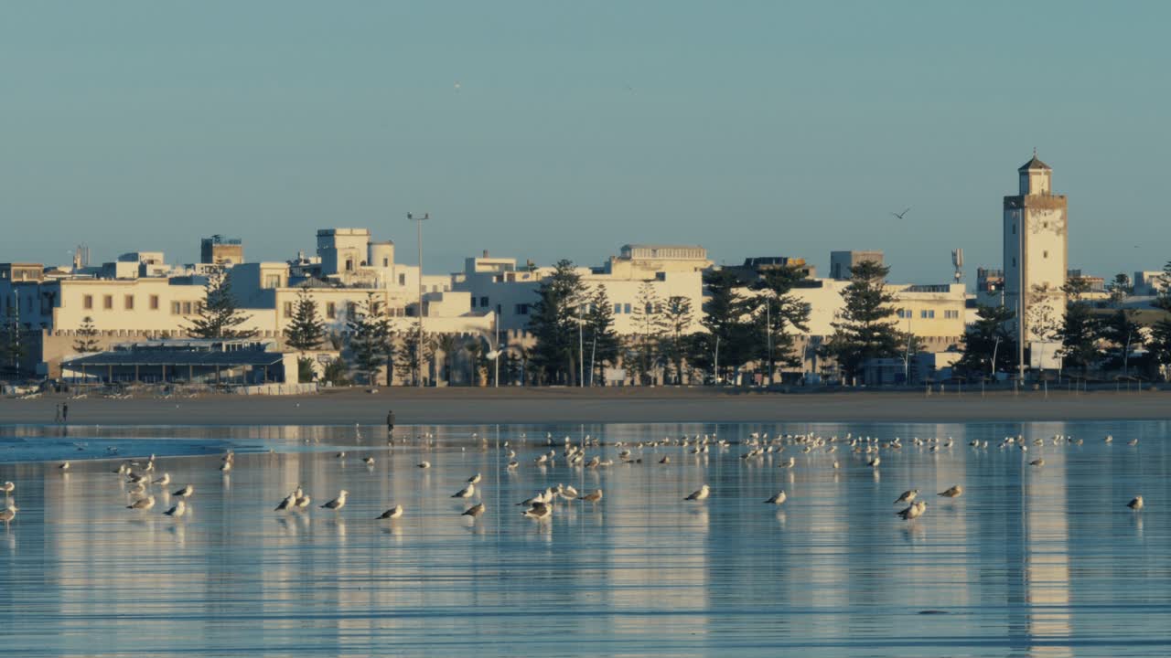 playa con gaviotas y con el horizonte de la ciudad de la ciudad costera de essaouira.