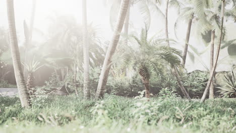 morning light in beautiful jungle garden
