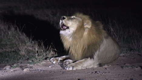 close view of male lion lying down and roaring at night, spotlight