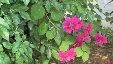 tracking shot of flower of pink bougainvillea plant