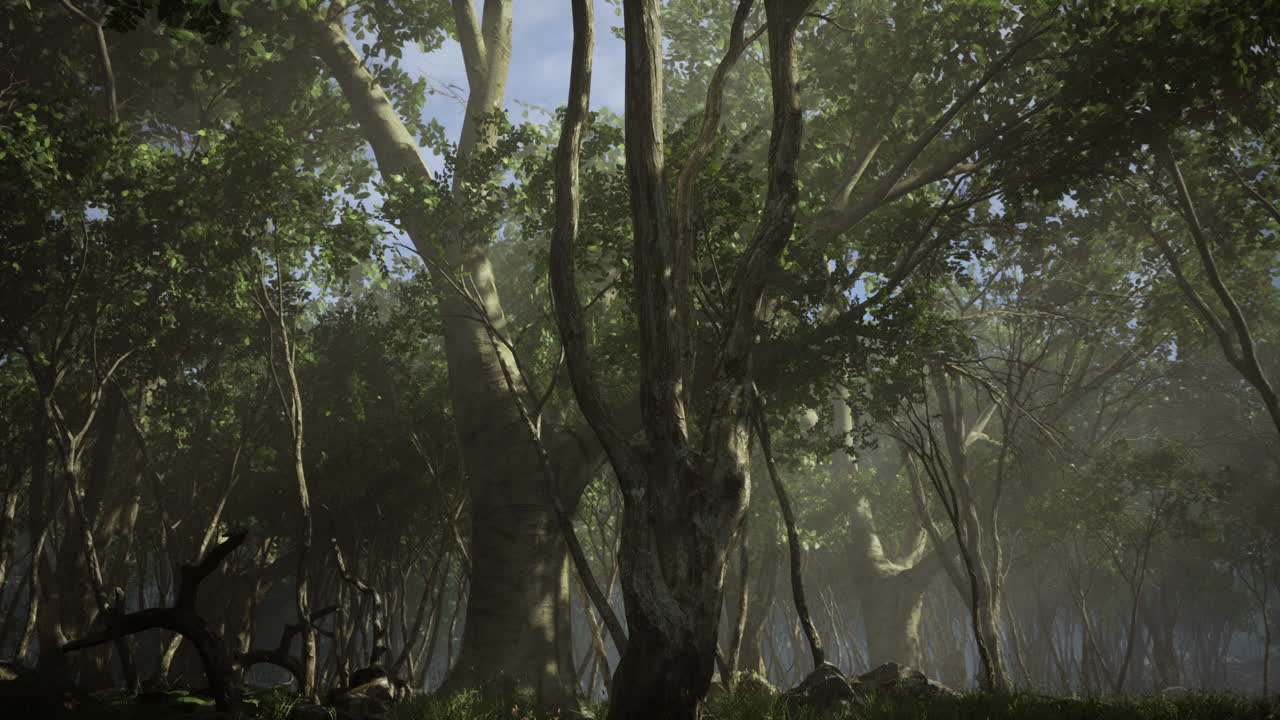 wilderness landscape forest with trees and moss on rocks